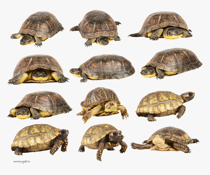 Turtle Png - Turtle, Transparent Png