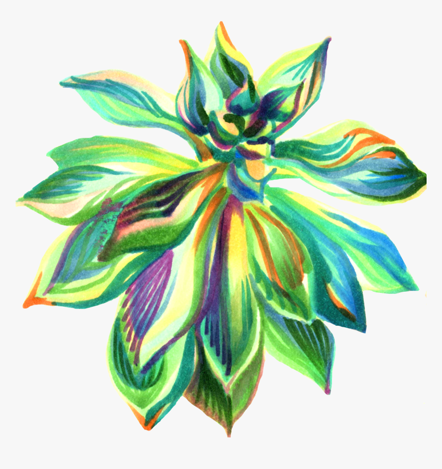 Ylang-ylang, HD Png Download