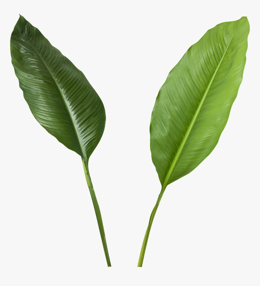 Green Leaves Transparent - Banana Leaves High Resolution, HD Png Download