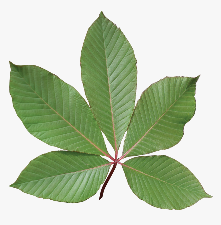 Transparent Red Leaf Png - Red Buckeye Tree Leaf, Png Download