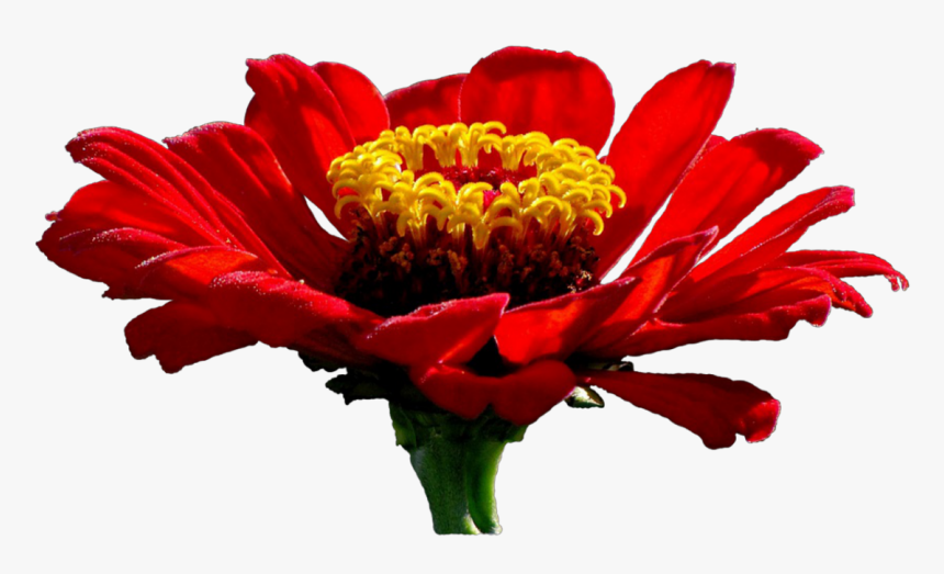 Garden Background Png, Transparent Png