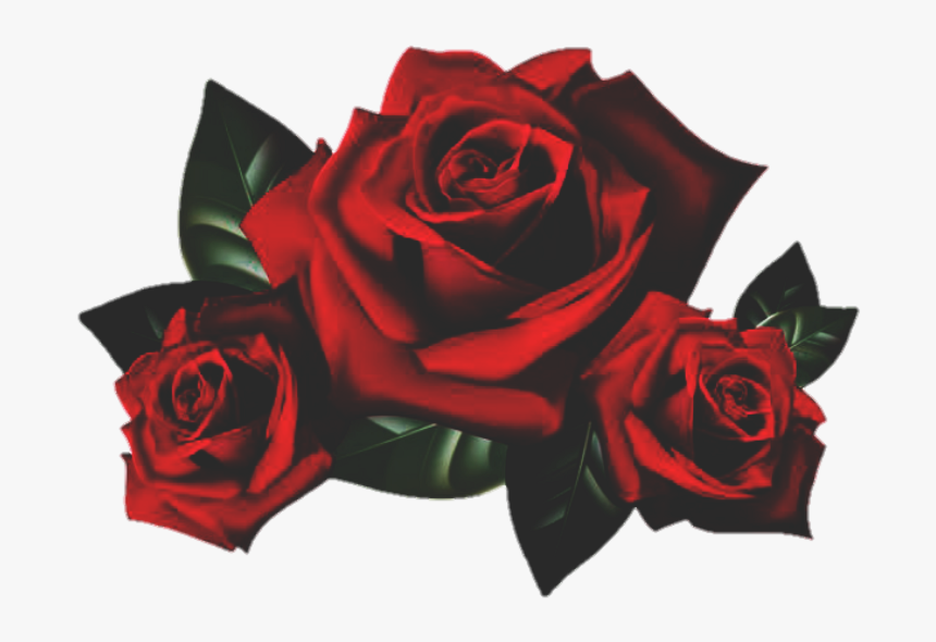 Rose Roses Flower Garden Red Nature - Rose Flowers Png, Transparent Png