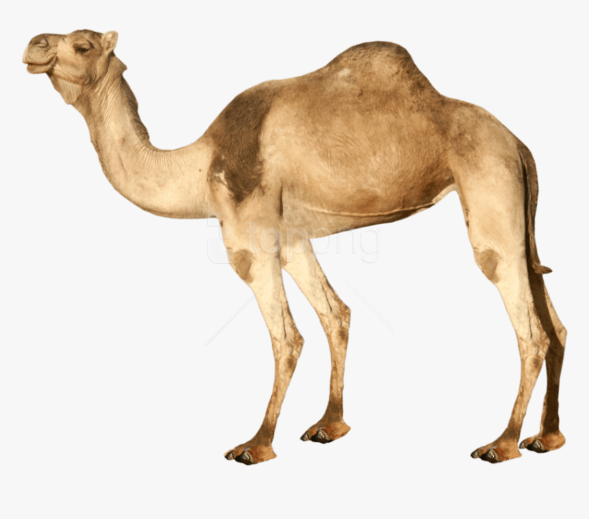 Download Camel Png Images Background - Transparent Background Camel Png, Png Download