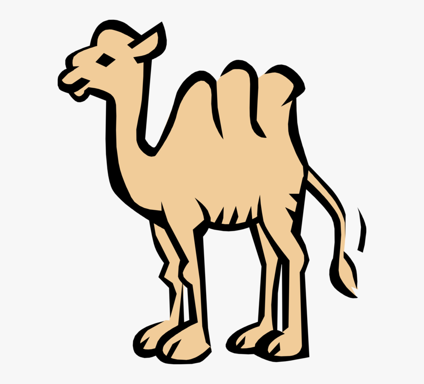 Vector Illustration Of Dromedary Beast Of Burden Camel - Coloring Book, HD Png Download