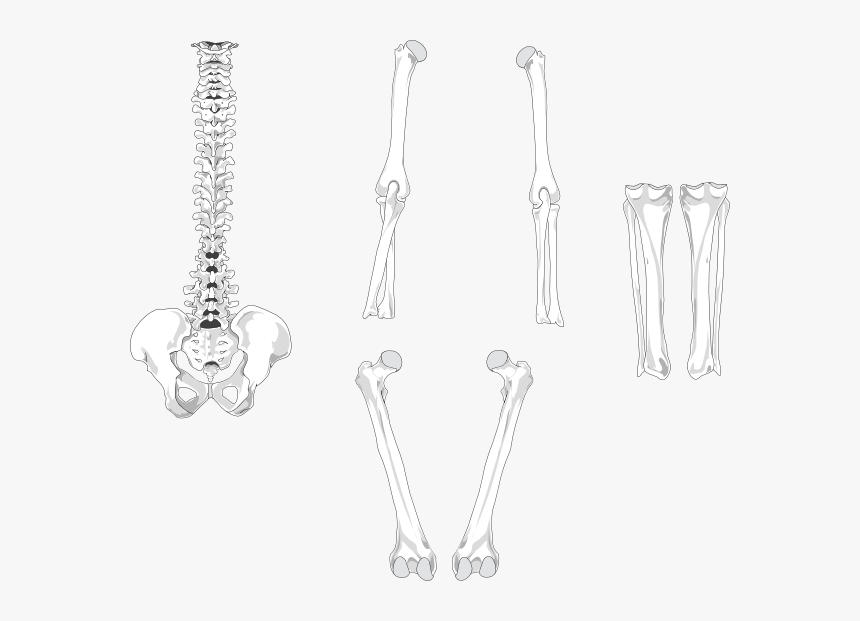 Skeleton Arm Bones Png, Transparent Png