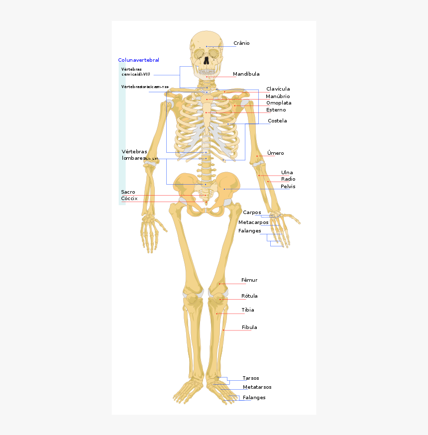 Human Skeleton Png - Human Skeleton, Transparent Png