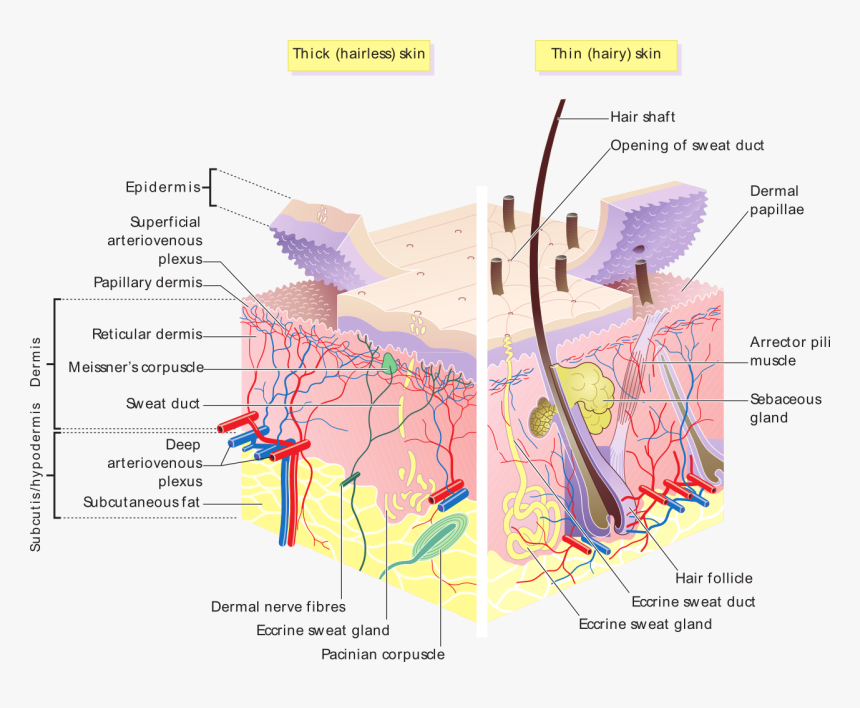 Skin Layers - Hair Follicles And Sebaceous Glands, HD Png Download