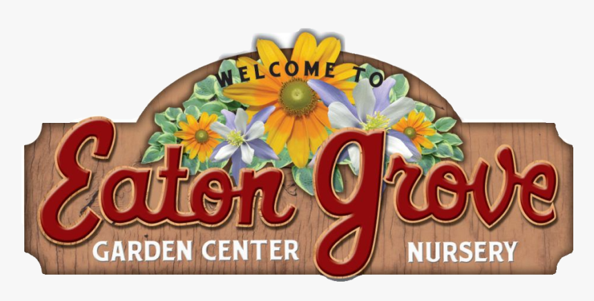 African Daisy, HD Png Download