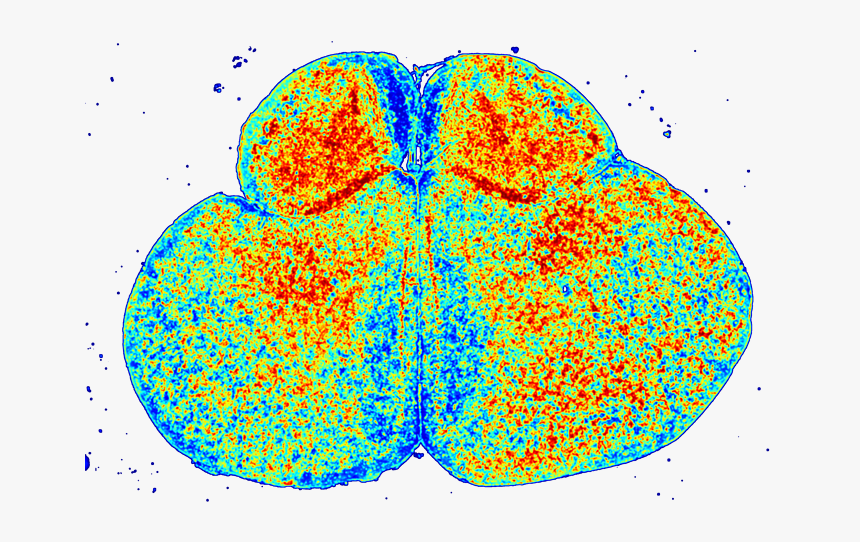 Diagram, HD Png Download
