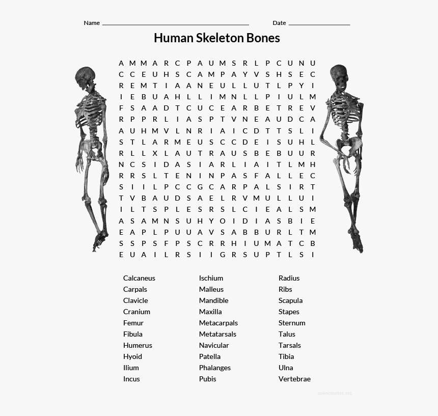 Human Skeleton Wordsearch - Xbox Word Search, HD Png Download
