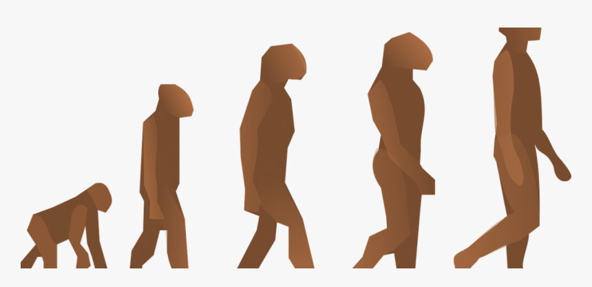Evolution-24560 - Human Evolution, HD Png Download