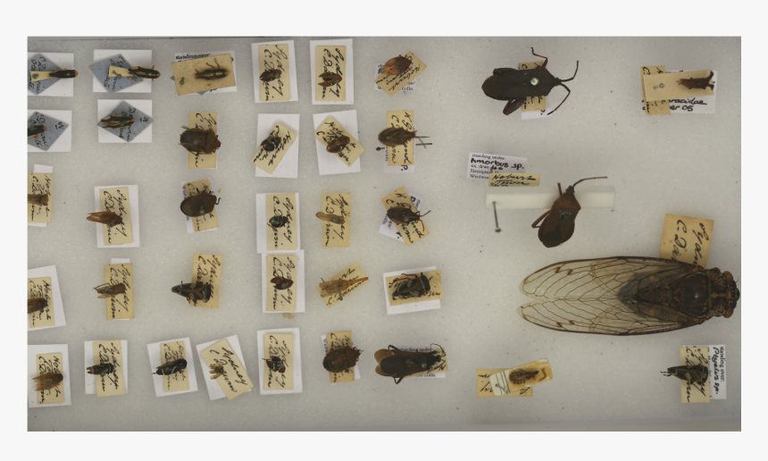 Darwins Specimens - Museum, HD Png Download