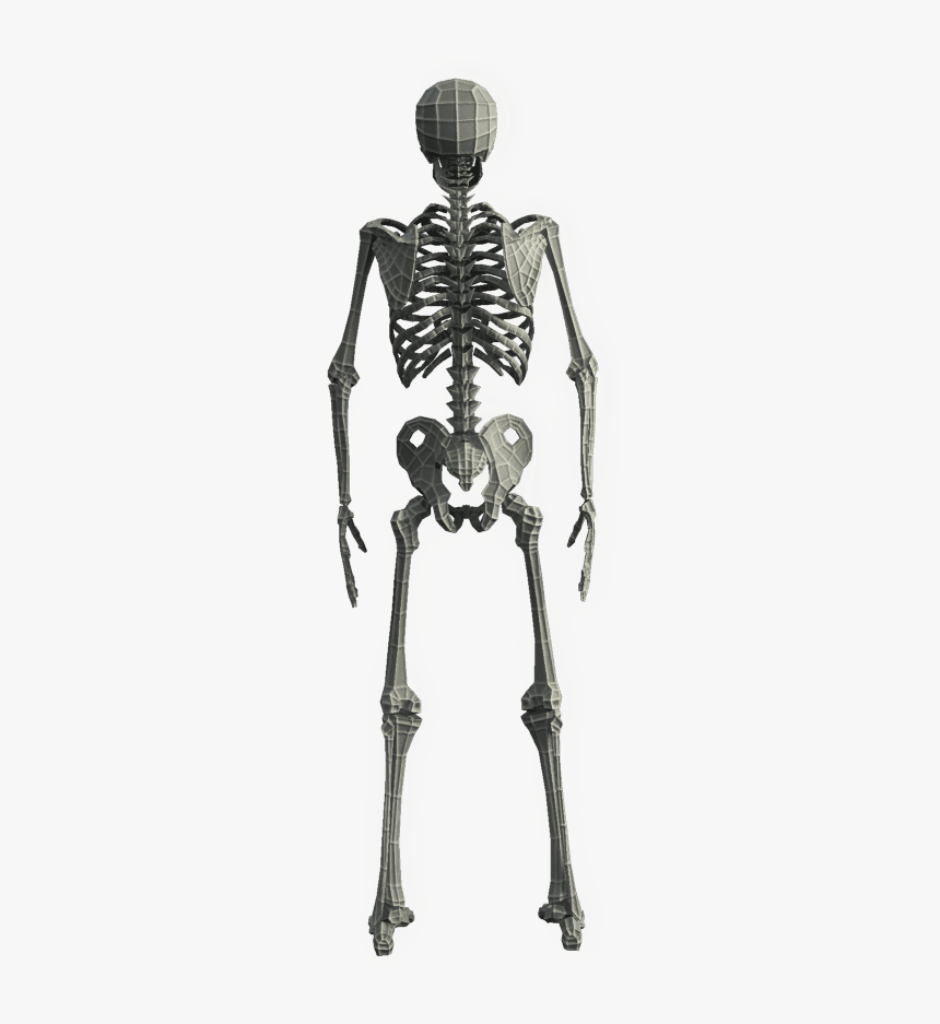 Clip Art Base Mesh D Models - Skeleton, HD Png Download