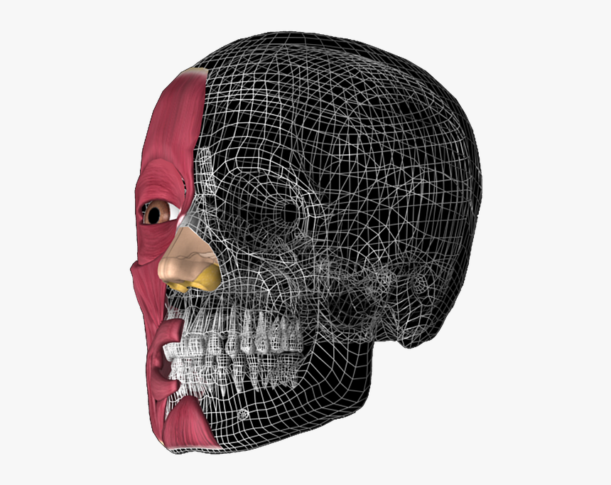 Skull 3d, Anatomy, Anatomy 3d - 3d Head Anatomy Illustrations, HD Png Download