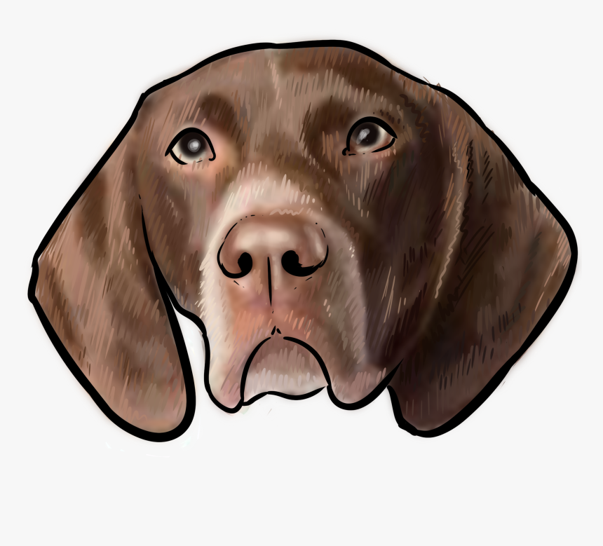 Labrador Retriever, HD Png Download