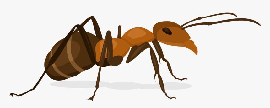 Clip Art Nut Weevil - Ant, HD Png Download