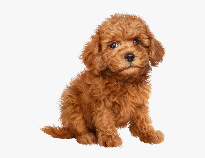 Chiens Dog Puppies Wallpapers - Show Type Cocker Spaniel, HD Png Download