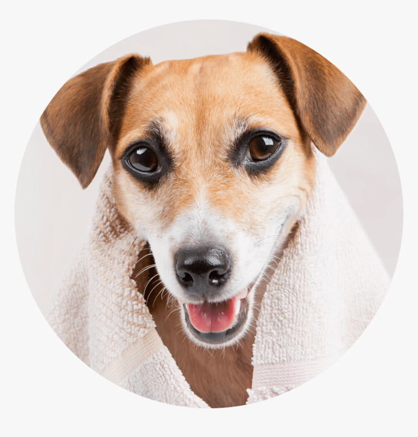 Dog Png, Transparent Png