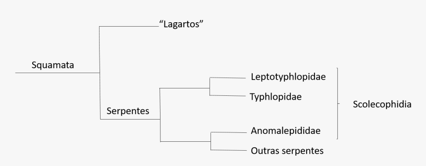 Cladograma Mostrando O Ancestral Squamata, Que Possui - Cladograma Squamata, HD Png Download