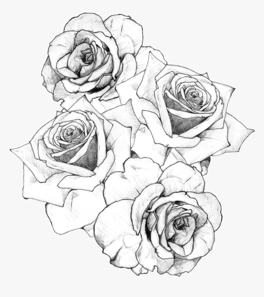 Bouquet Of Roses Drawing, HD Png Download , Transparent Png Image PNGitem