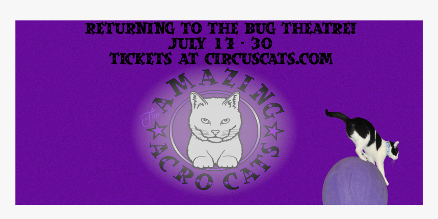 Domestic Short-haired Cat, HD Png Download