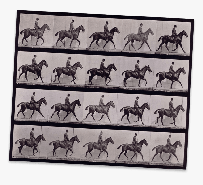 A Horse Moving Captured In Many Frames On This Contact - Daisy With Rider, HD Png Download