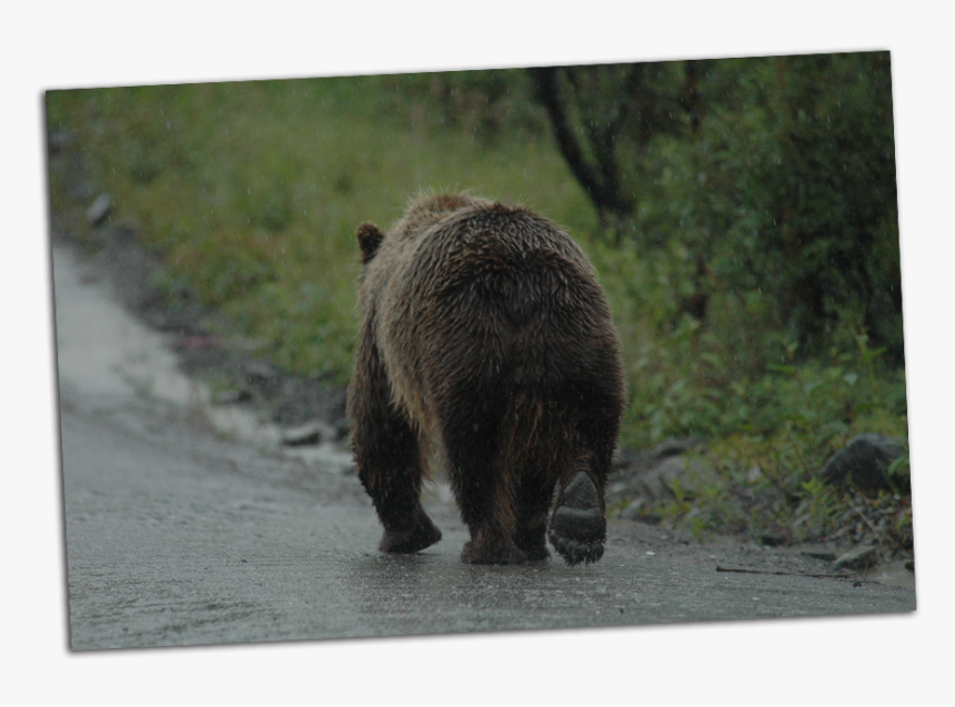 Grizzly Walking Away - Grizzly Bear, HD Png Download