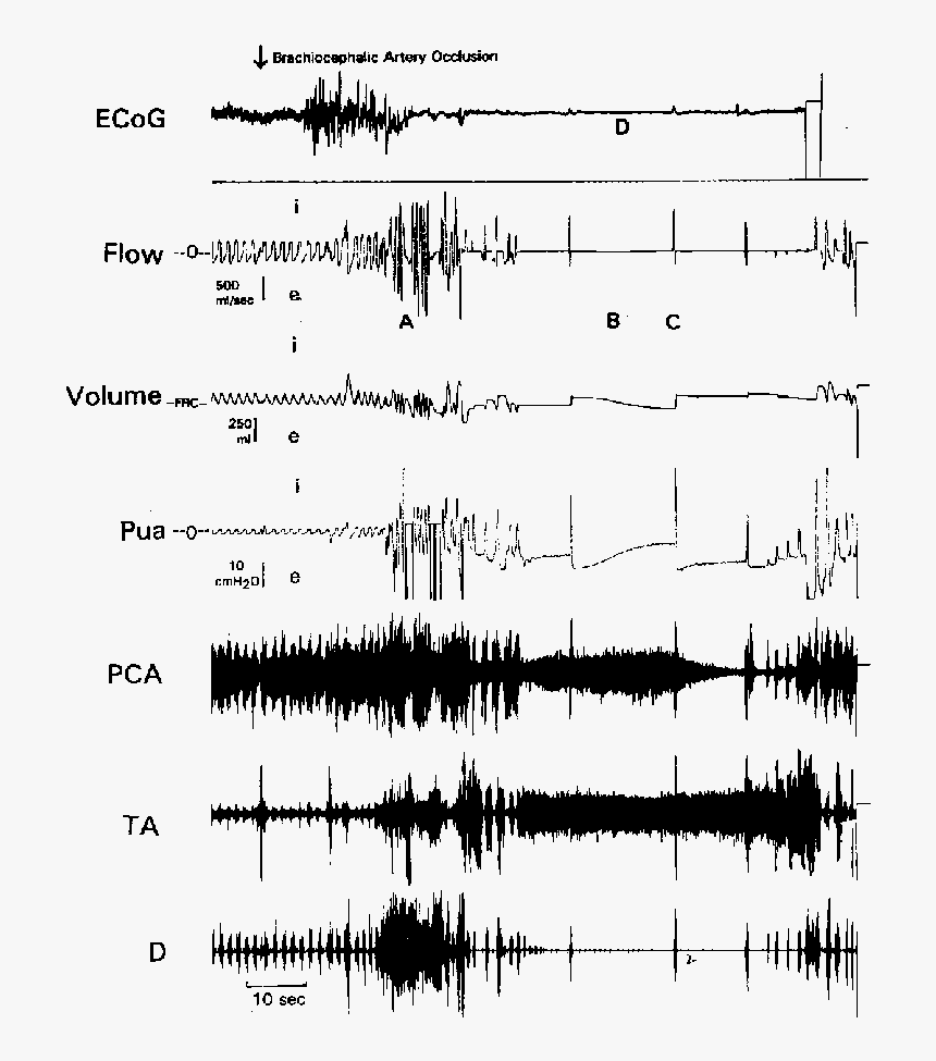 Sheet Music, HD Png Download