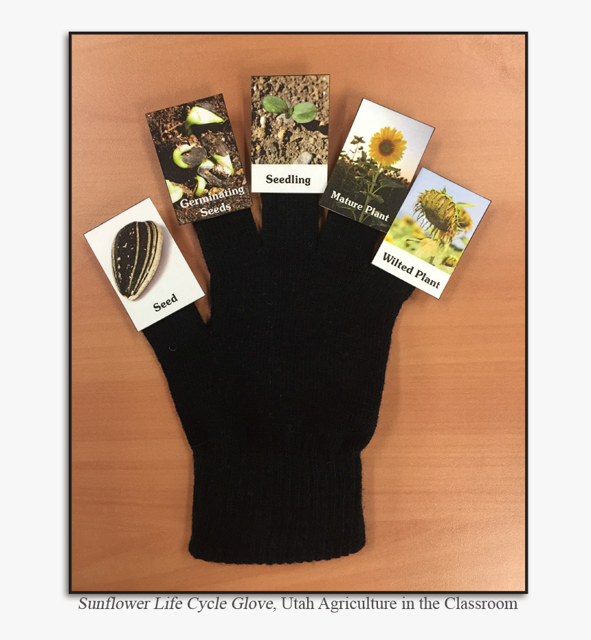 Sunflower Lifecycle, HD Png Download