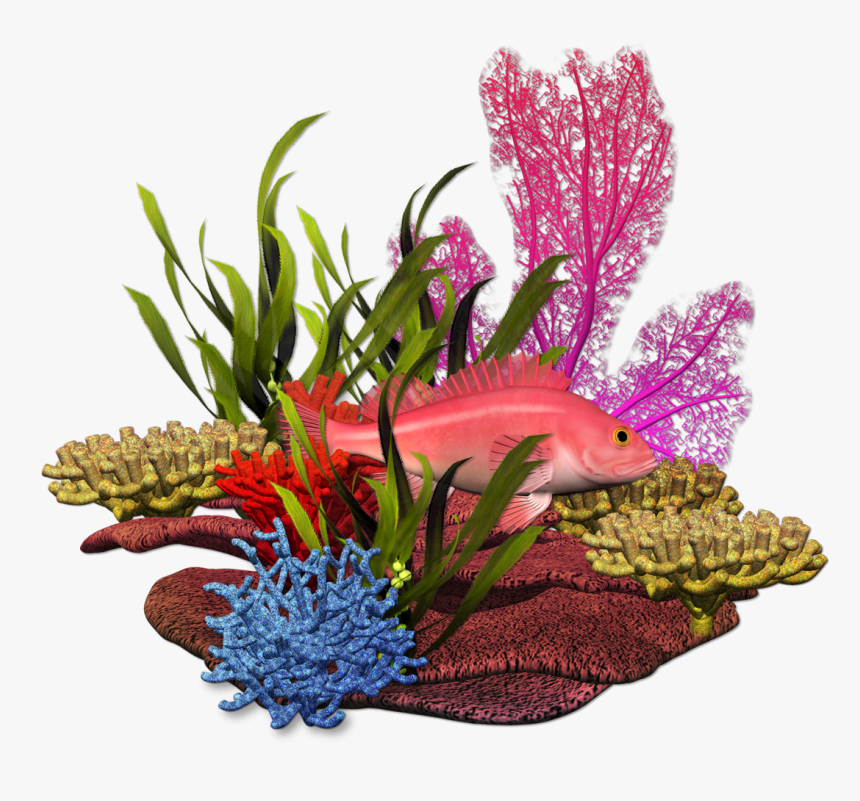 Fundo Do Mar Marine Plants, Marimo, Under The Sea, - Under The Sea Plants Png, Transparent Png