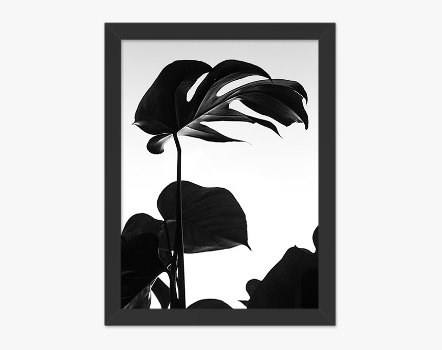 Minimal Plant Black And White, HD Png Download