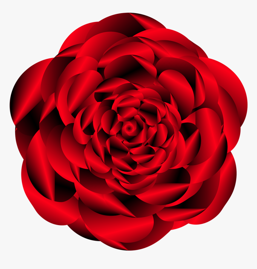 Japanese Camellia, HD Png Download