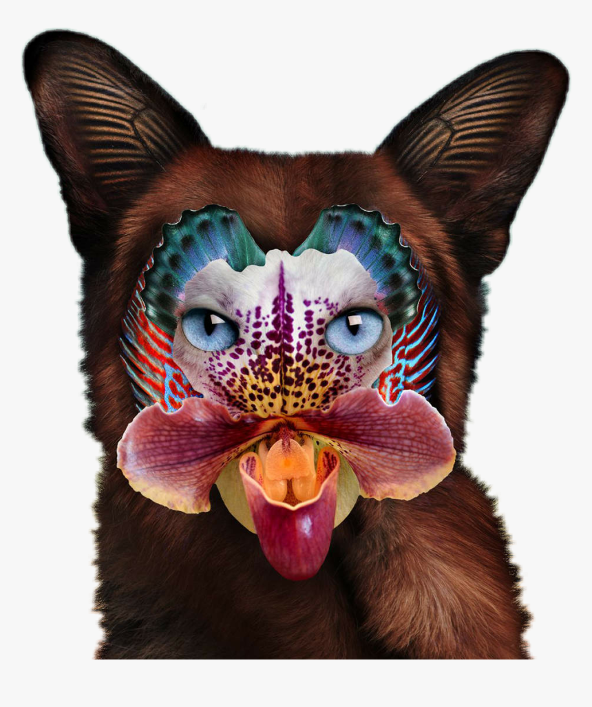 Seafox - Galantis No Money, HD Png Download