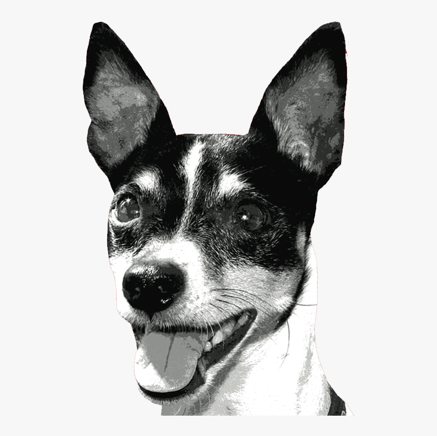 Rat Terrier Miniature Fox Terrier Toy Fox Terrier Tenterfield - Outline Of Rat Terrier, HD Png Download