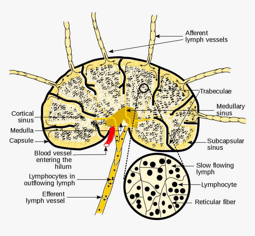 Schematic Diagram Of Lymph Nodes, HD Png Download , Transparent Png