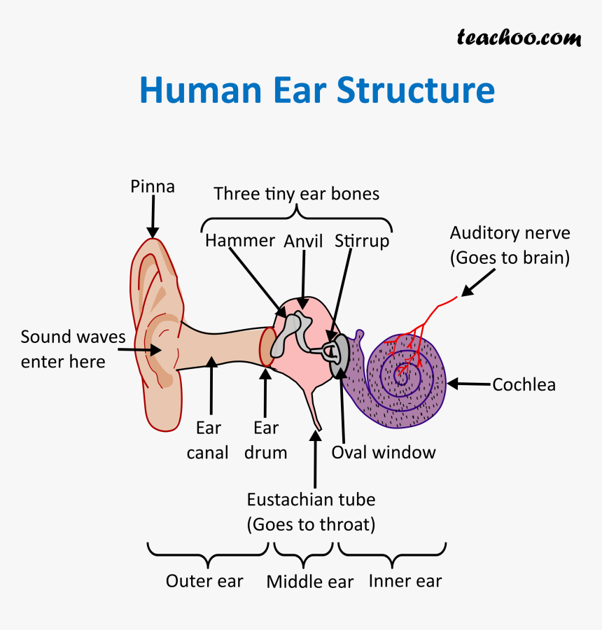 Human Ear Structure - Structure Of Ear, HD Png Download