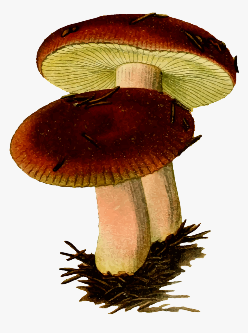Fungi Clipart, HD Png Download