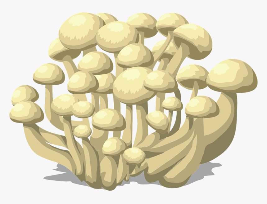 Fungi Png, Transparent Png