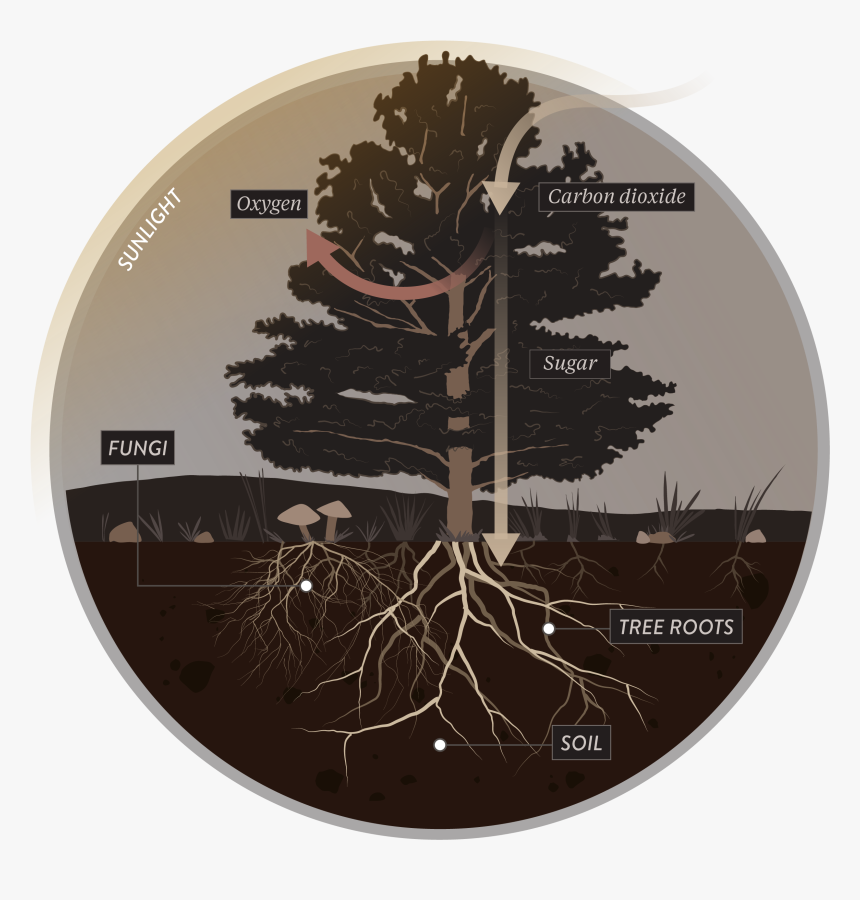 Mushrooms Soil, HD Png Download