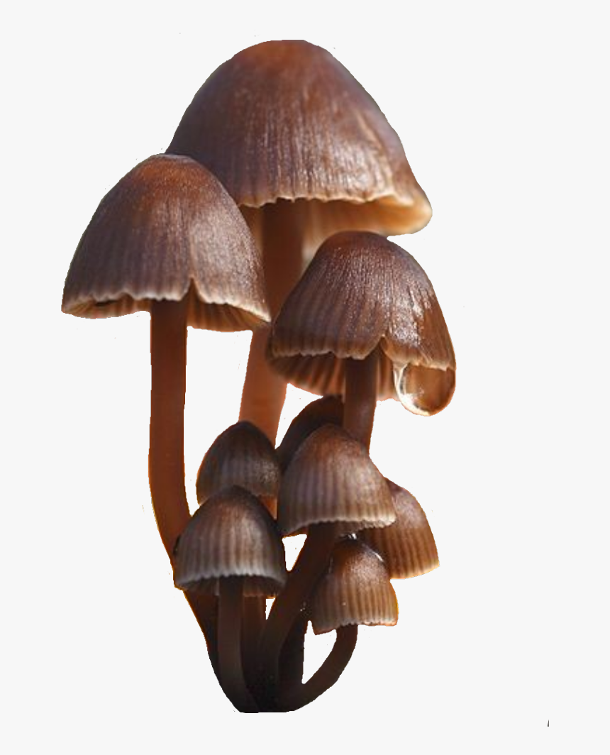 #mushroom #mushrooms #fungi #brown - Oyster Mushroom, HD Png Download