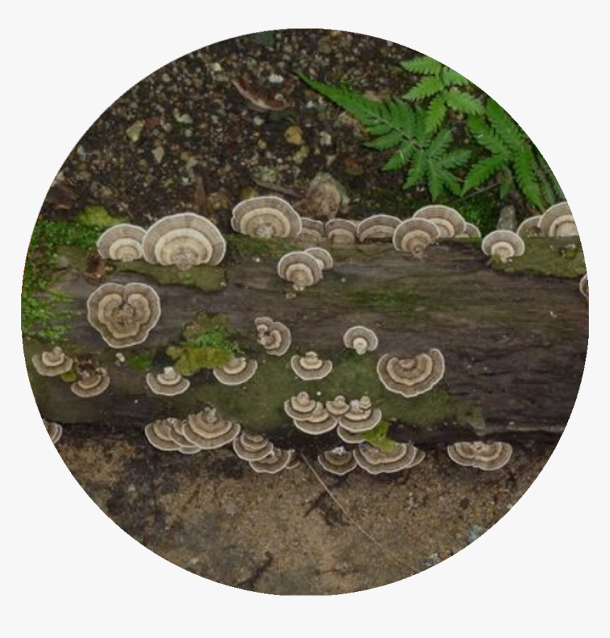 Circle, HD Png Download