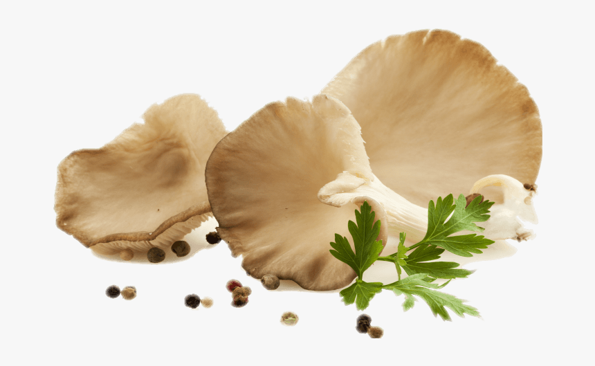 Fresh Oyster Mushroom Png, Transparent Png