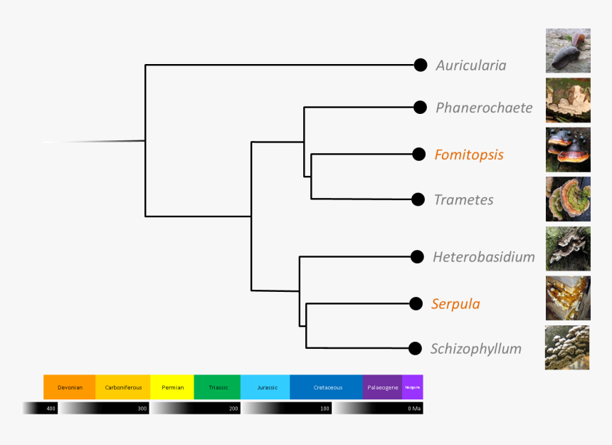 Diagram, HD Png Download