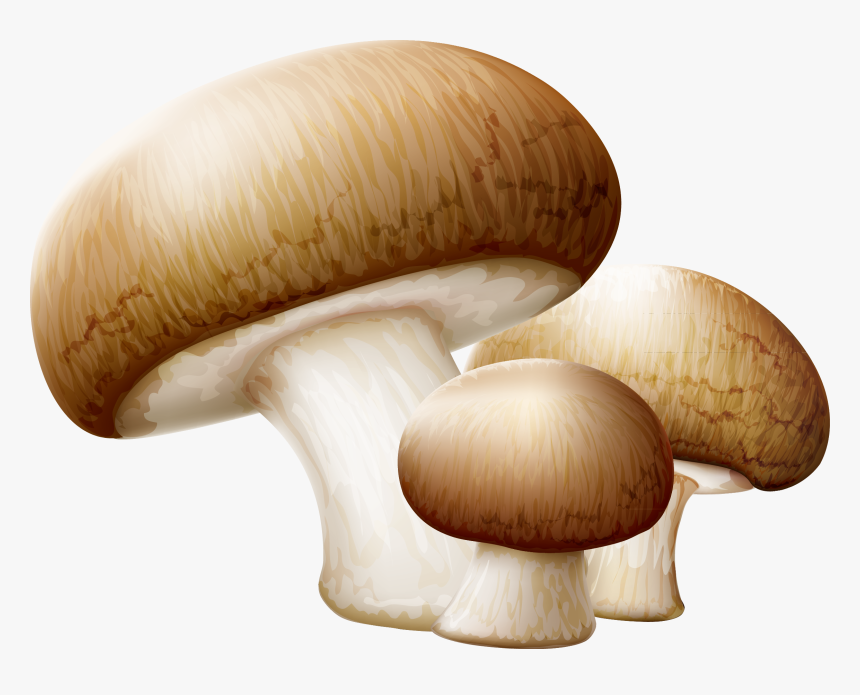 Transparent Oyster Clipart Free - Mushroom Clipart, HD Png Download