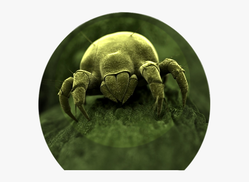 Facts About Dust Mites, HD Png Download