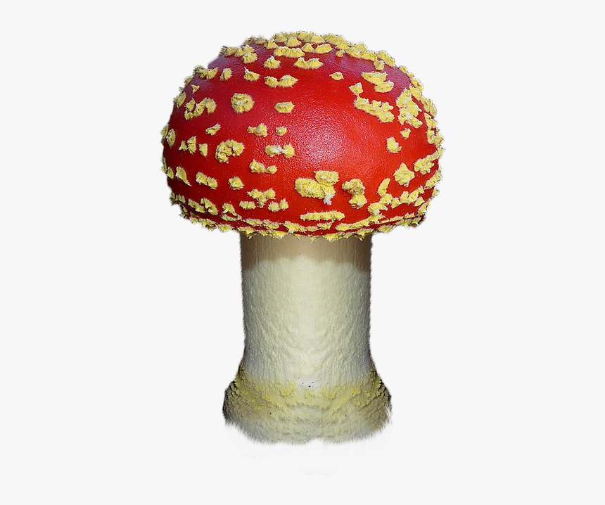 Mushroom, Autumn, Red, Forest, Fungi, Field, Nature - Fungi Png, Transparent Png