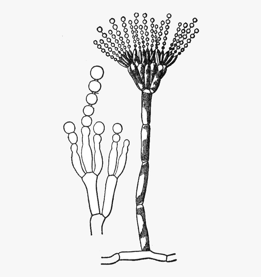 Penicillium Conidia And Conidiophores, HD Png Download