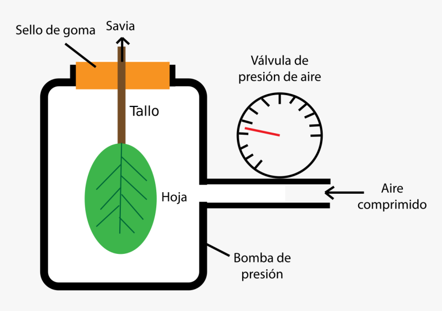Transparent Bomba Png - Pressure Bomb Leaf Water Potential, Png Download