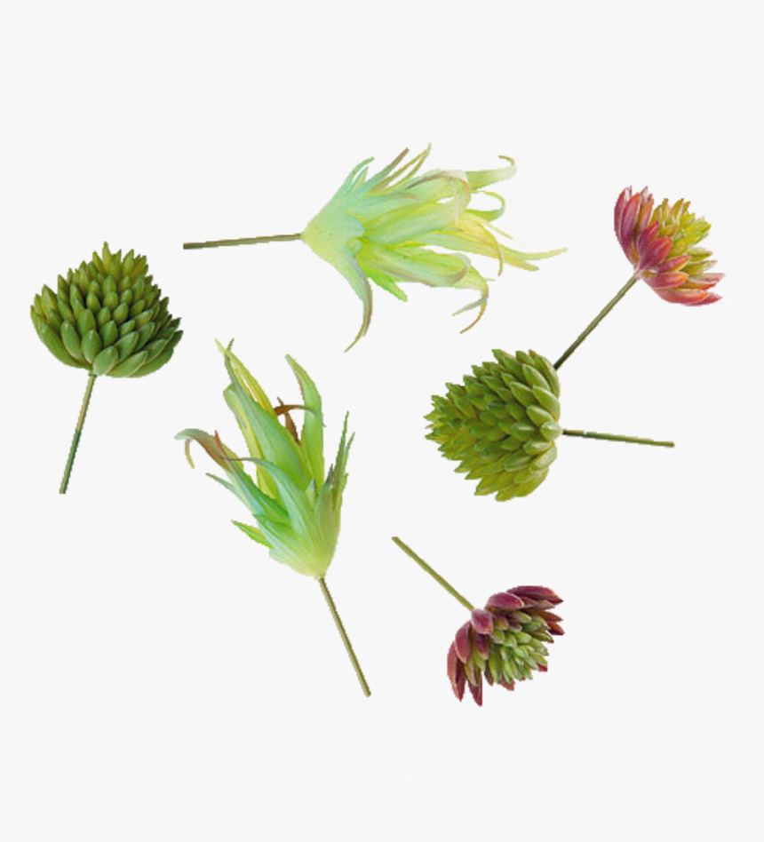 Transparent Succulents Png - Tall Field Buttercup, Png Download