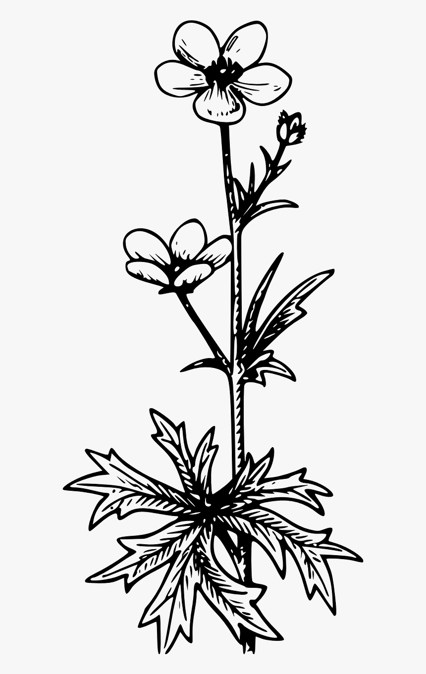 Buttercup Clipart Black And White, HD Png Download